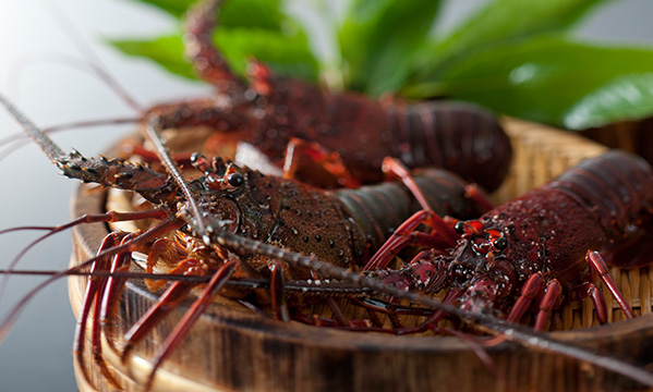 Fresh Spiny Lobster