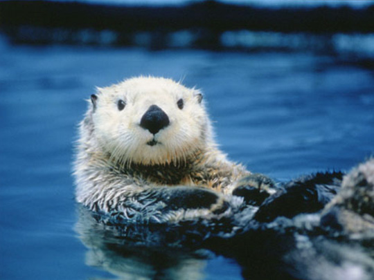 Sea otter of Toba Aquarium