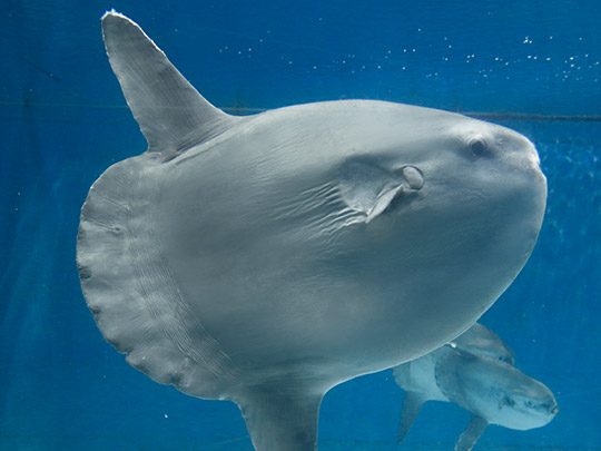 Sunfish of Shima Marine Land